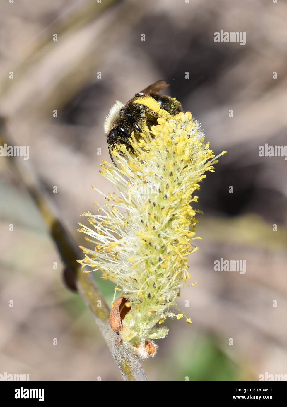Une petite abeille solitaire poilue la collecte du pollen sur une fleur jaune chaton de saule Banque D'Images