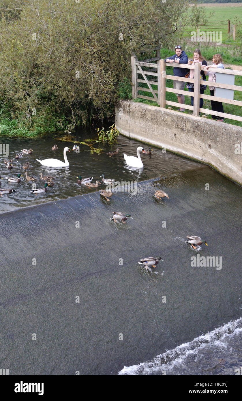 Les canards et cygnes attendent d'être nourris à un barrage sur la rivière Stour près de Bournemouth, Dorset. Banque D'Images