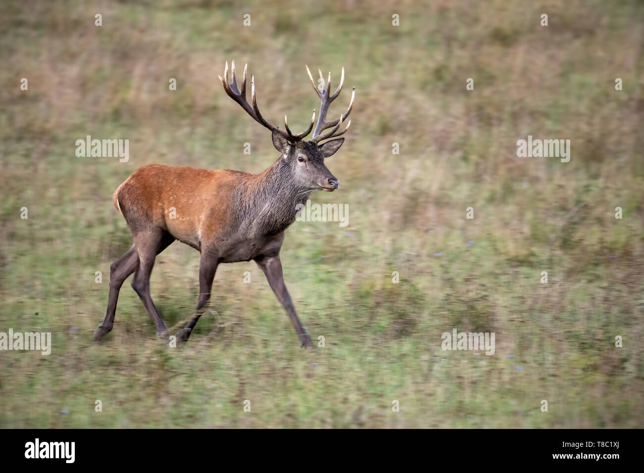 Red Deer stag, Cervus elaphus, marchant sur une prairie avec de l'herbe sèche à l'automne. La migration des animaux sauvages dans la nature avec contexte brouillé par motion. Banque D'Images