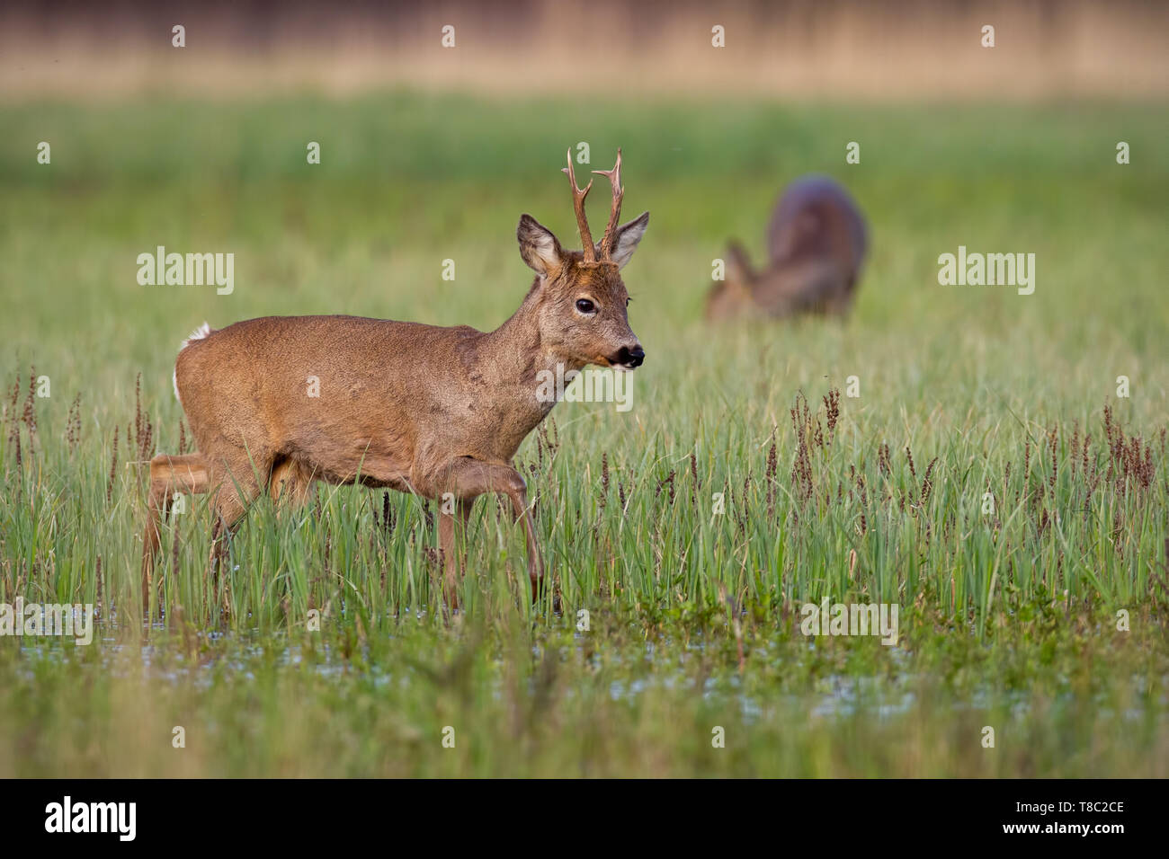 Chevreuil, Capreolus capreolus, buck dans un manteau d'hiver au printemps marche sur une prairie inondée vert Pâturage doe floue avec en arrière-plan. Animal sauvage dans Banque D'Images