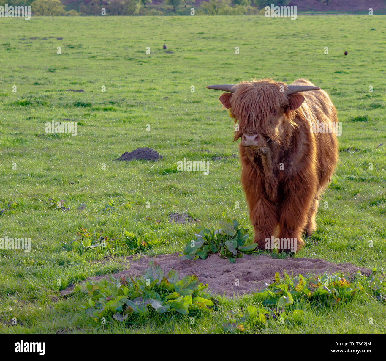 Corne De Vache Highland - Décoration Naturelle Et Rustique En Corne Beige