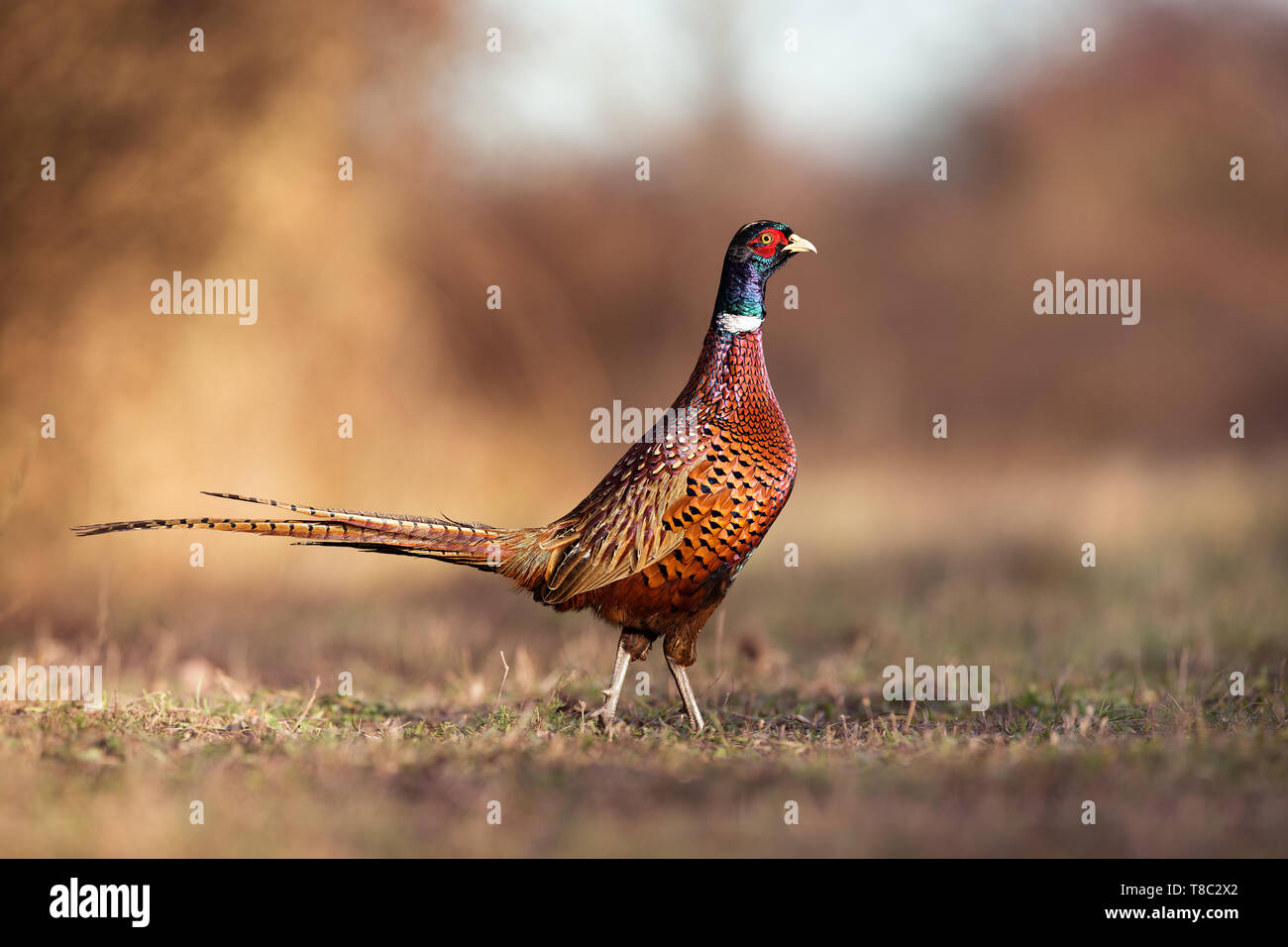 Le faisan commun mâle Phasianus colchicus, au printemps, lumière du soir balade dans prairie avec arrière-plan flou à l'heure d'or et de couleurs lumineuses de contraste Banque D'Images