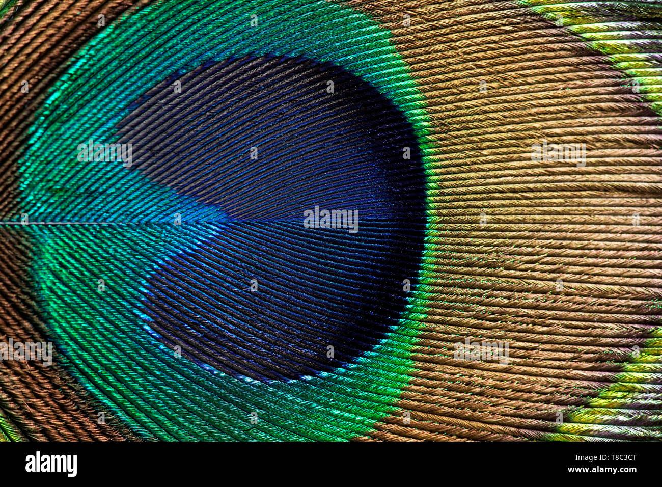 Plume de paon close up Banque D'Images