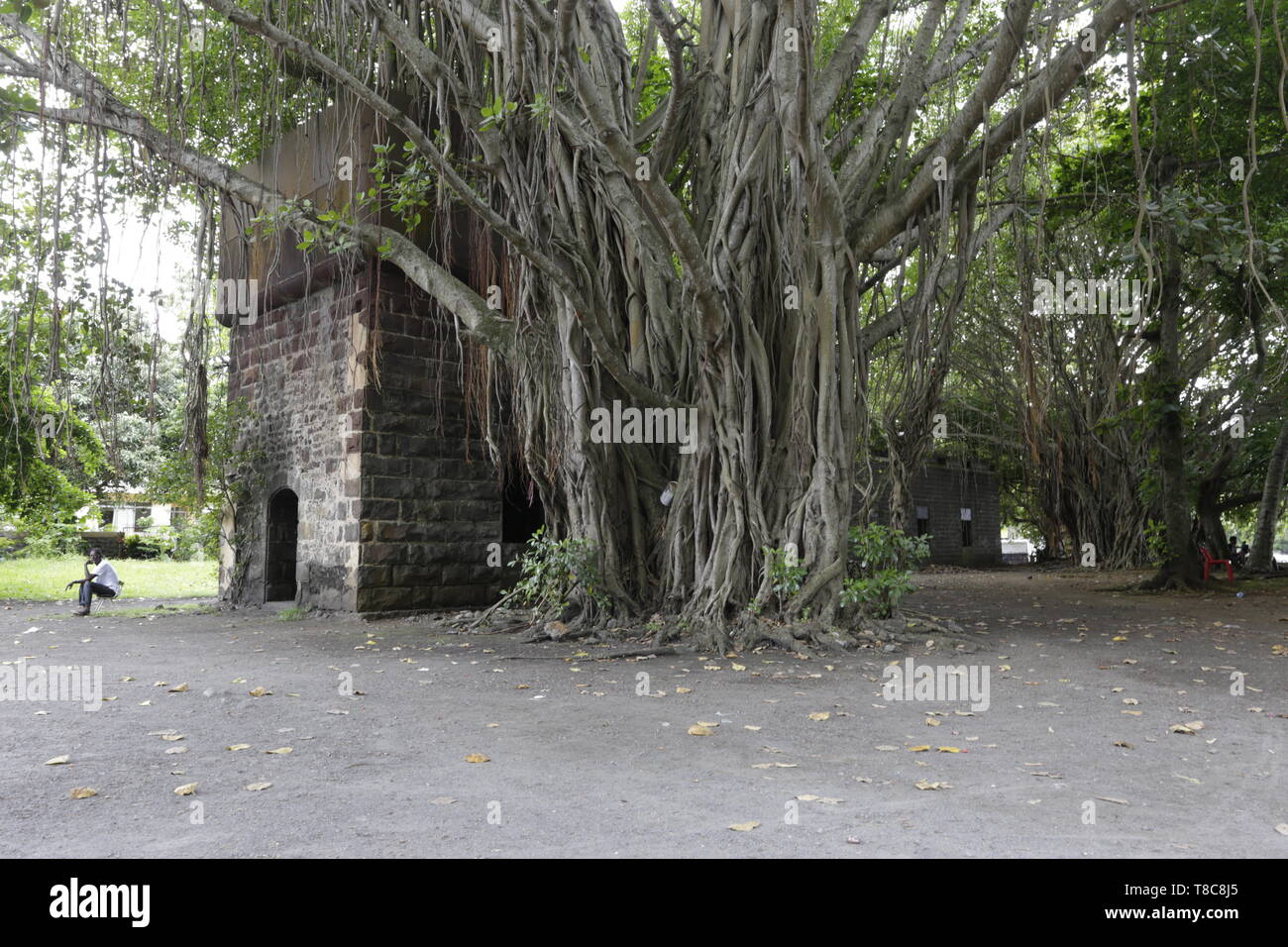 Le sud-est : berceau historique de l'île Maurice Banque D'Images