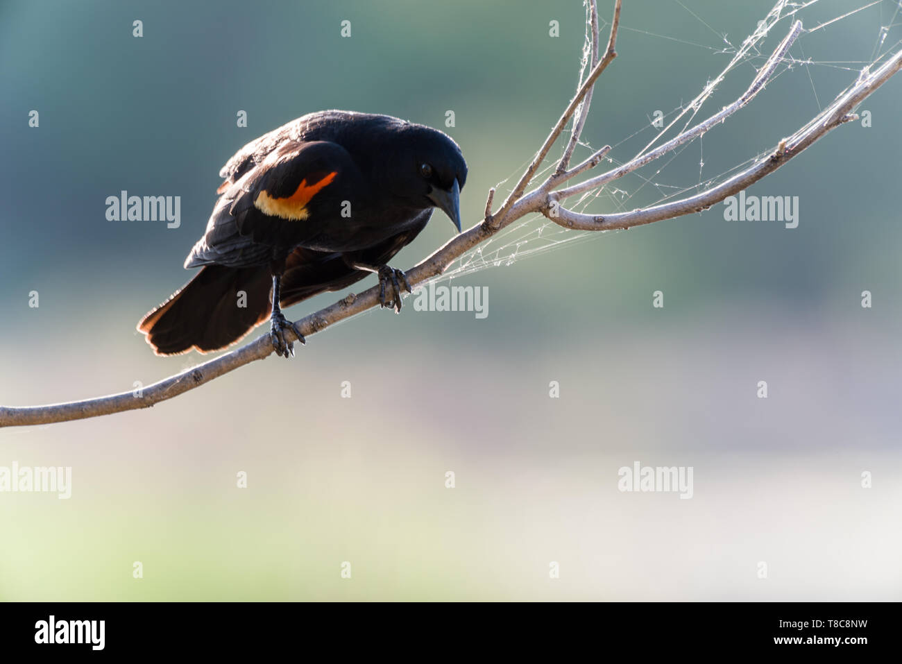 Red-Winged (Blackbird Agelaius phoeniceus) Banque D'Images