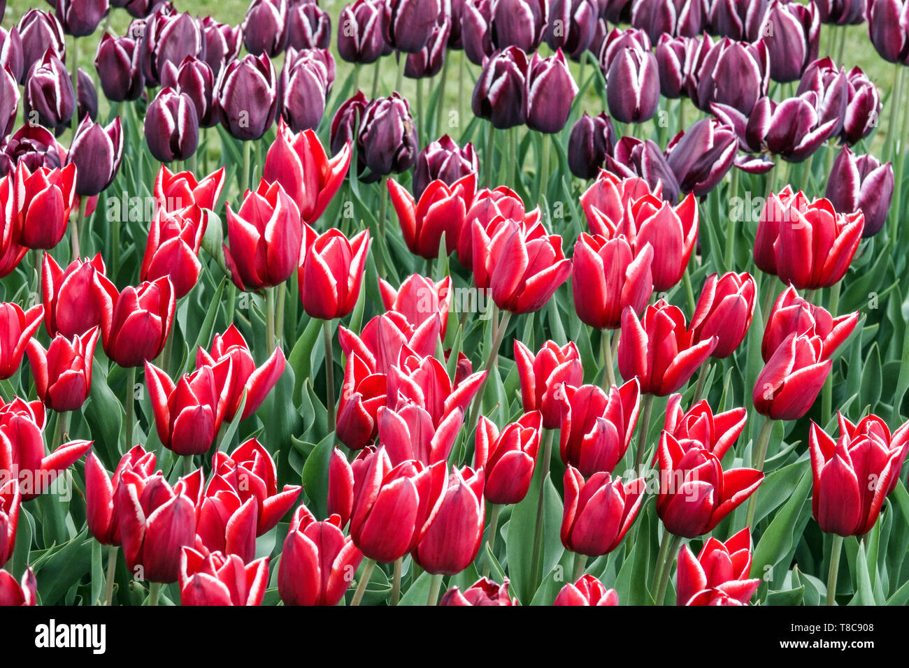 Jardin de massifs de fleurs colorées, tulipes mixtes, jardin de tulipes rouges, jardin de printemps de fleurs rouges Banque D'Images