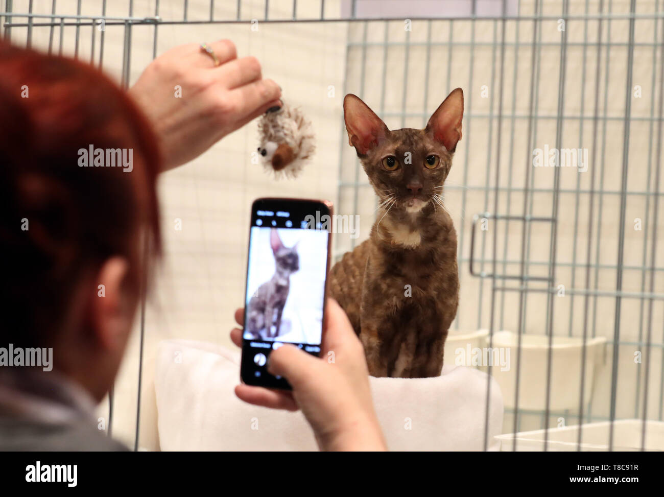 Un Cornish Rex cat à l'ni' est de l'Ecosse Cat Club et le chat Siamois Society of Scotland championship show qui a eu lieu à l'hôtel de Caird à Dundee. Banque D'Images