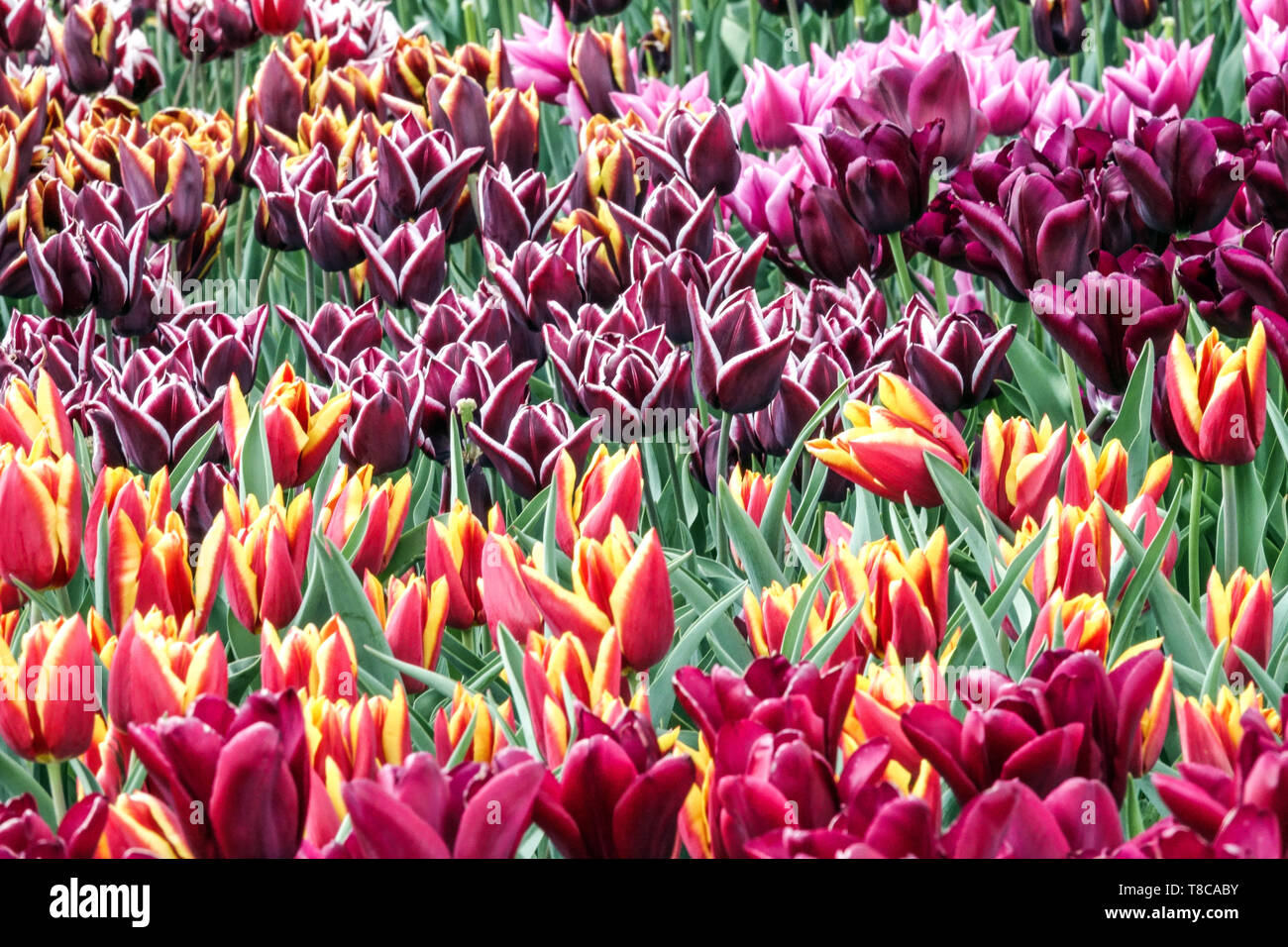 Lit jardin coloré de fleurs tulipes, technique mixte Banque D'Images