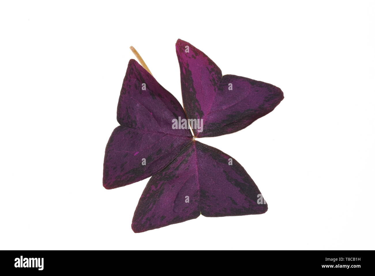 La feuille rouge d'Oxalis triangularis faux trèfle plant isolé sur fond blanc Banque D'Images