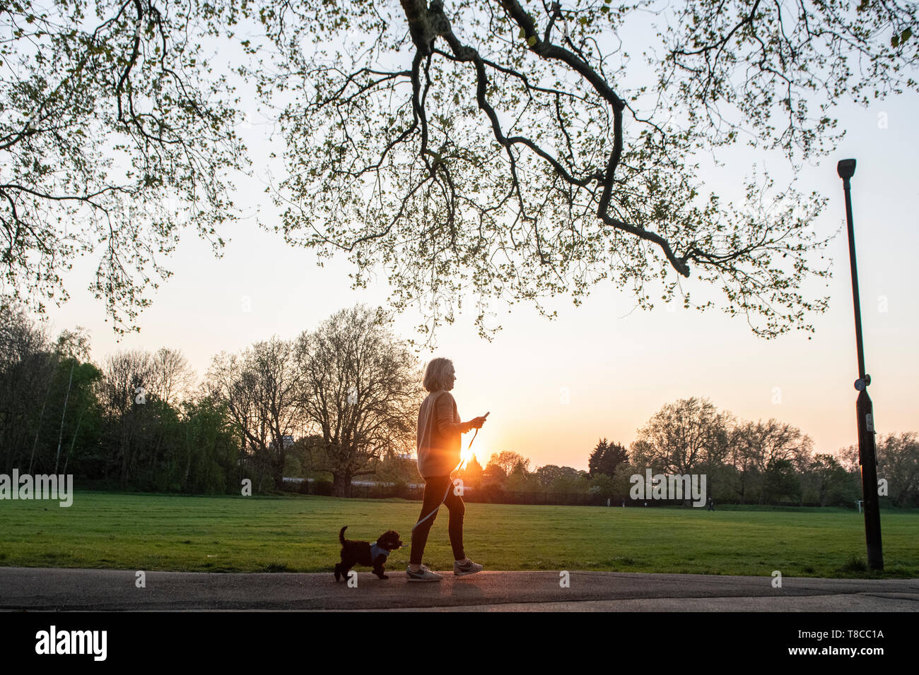 Une femme entre son chiot dans un parc de Londres au crépuscule Banque D'Images