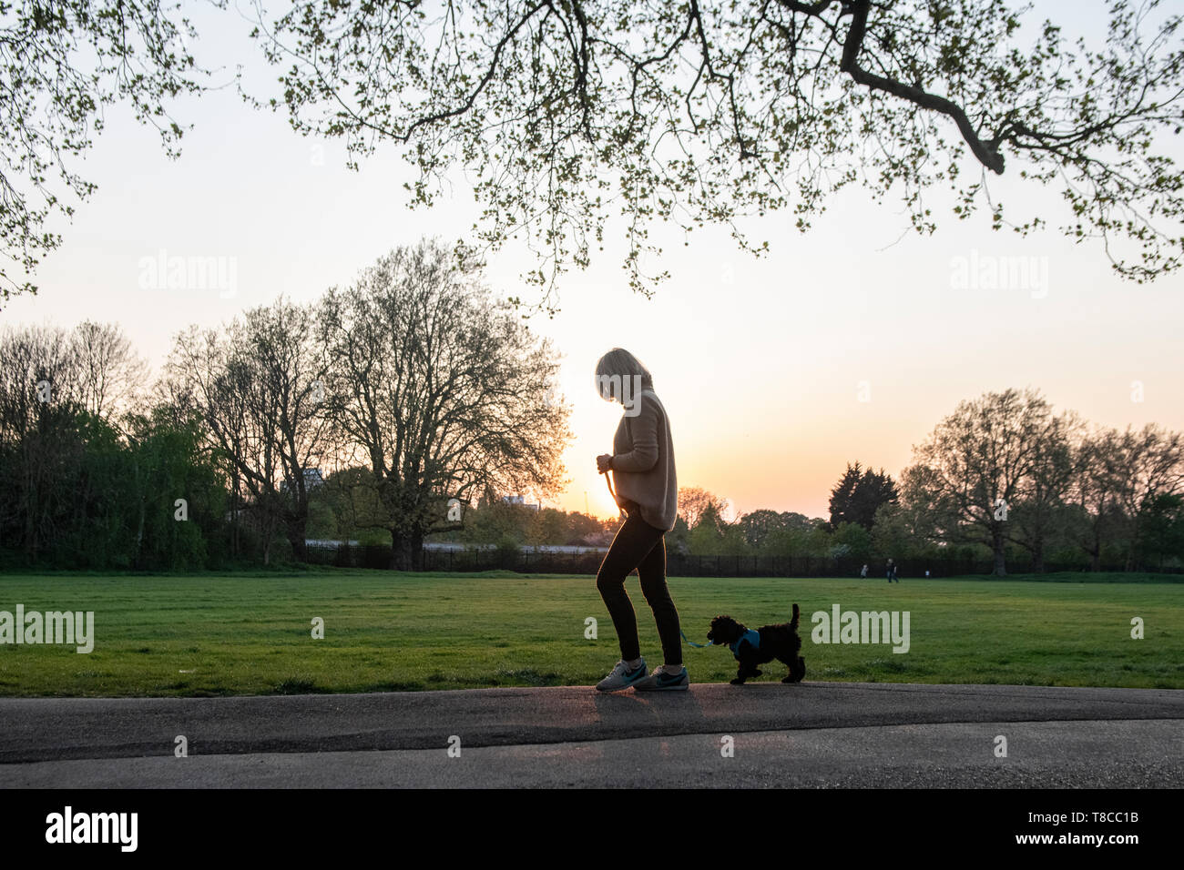 Une femme entre son chiot dans un parc de Londres au crépuscule Banque D'Images