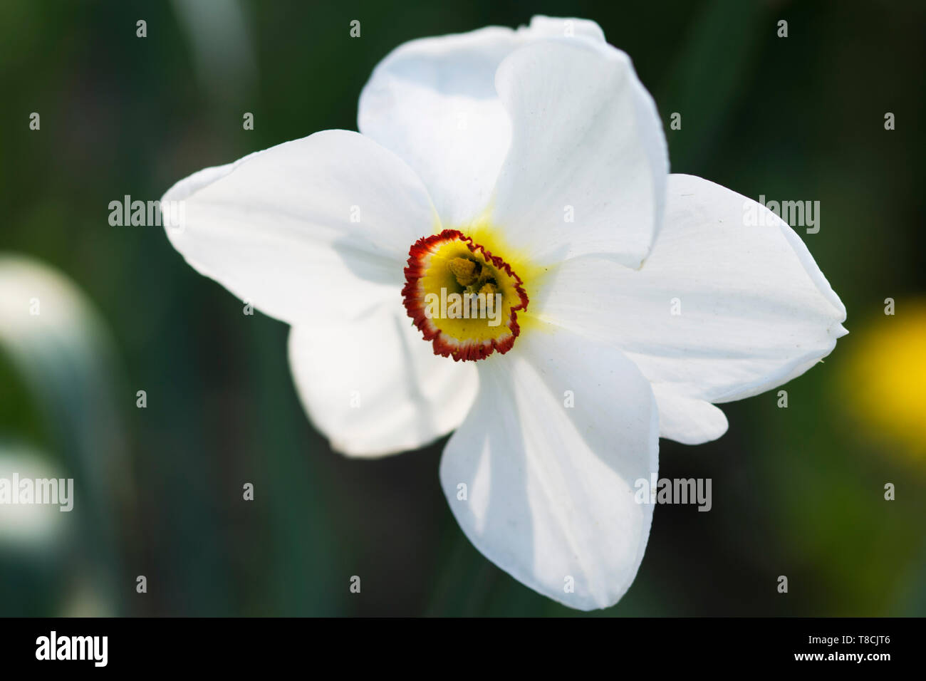 Close-up d'une jonquille blanche avec un arrière-plan flou Banque D'Images