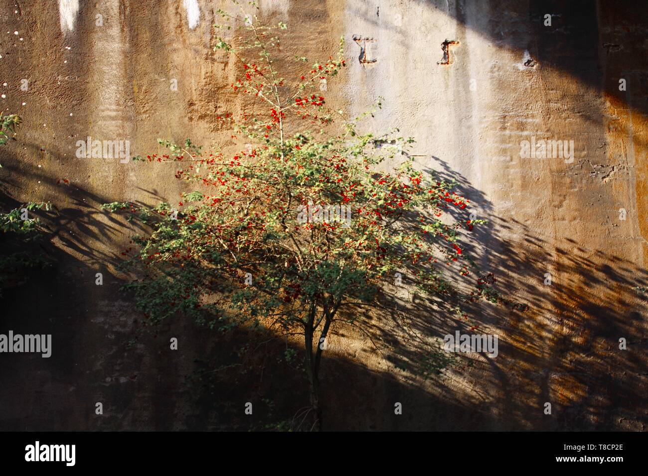 Landschaftspark Duisburg, Allemagne : arbre isolé avec des baies rouges dans un tunnel abandonné l'éclat clair dans la lumière du soleil et casting shadows sur surmonté d Banque D'Images