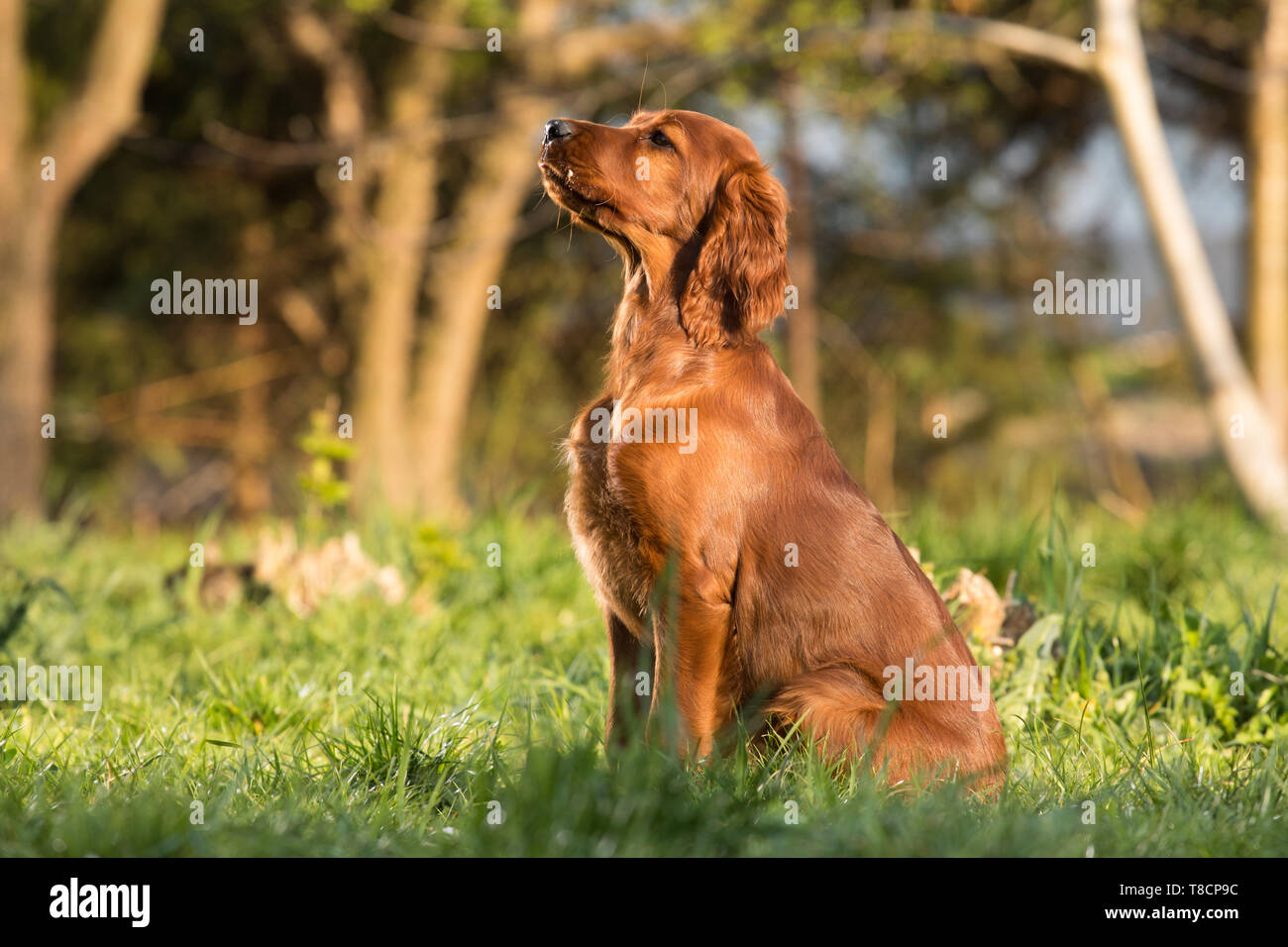 Setter Irlandais Rouge Blanc Banque D Image Et Photos Alamy