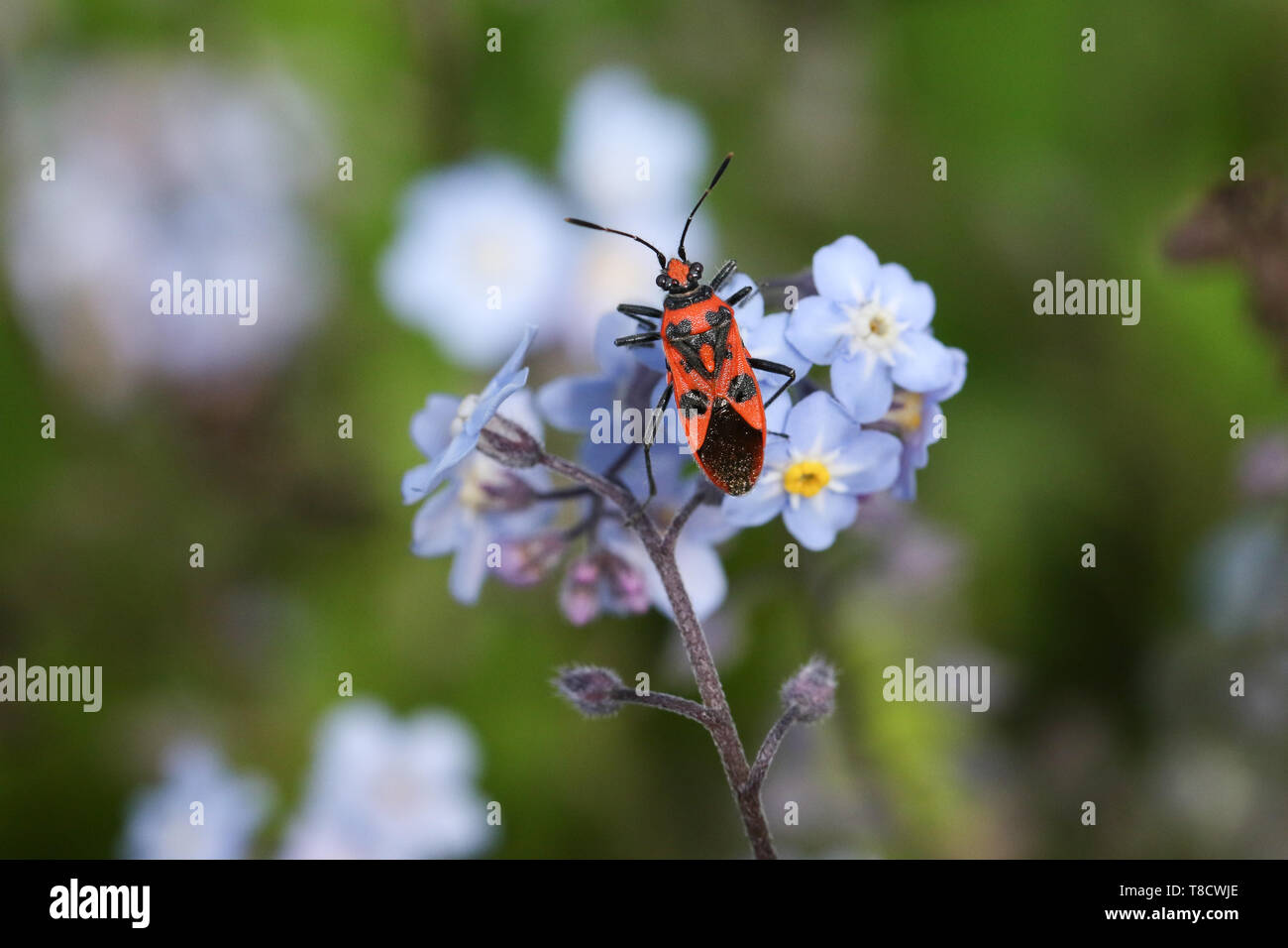 Un joli Bug de cannelle, Corizus hyoscyami, perché sur une oublier- moi- pas de fleurs. Banque D'Images
