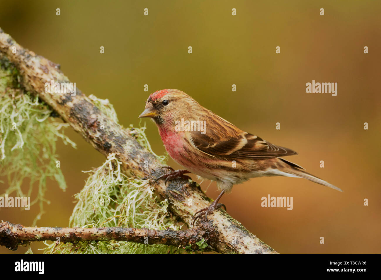 Sizerin flammé, Carduelis moindre mâle flammea cabaret, Dumfries et Galloway, Écosse, Royaume-Uni Banque D'Images