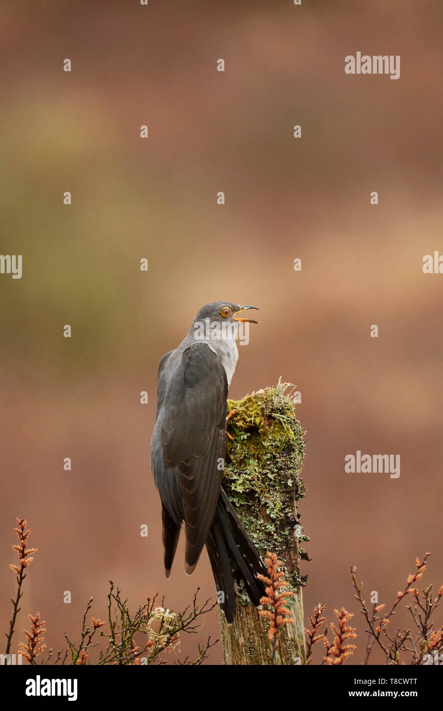 Common Cuckoo Cuculus, mâle canorus, appelez de poster, Dumfries et Galloway, Écosse, Royaume-Uni Banque D'Images