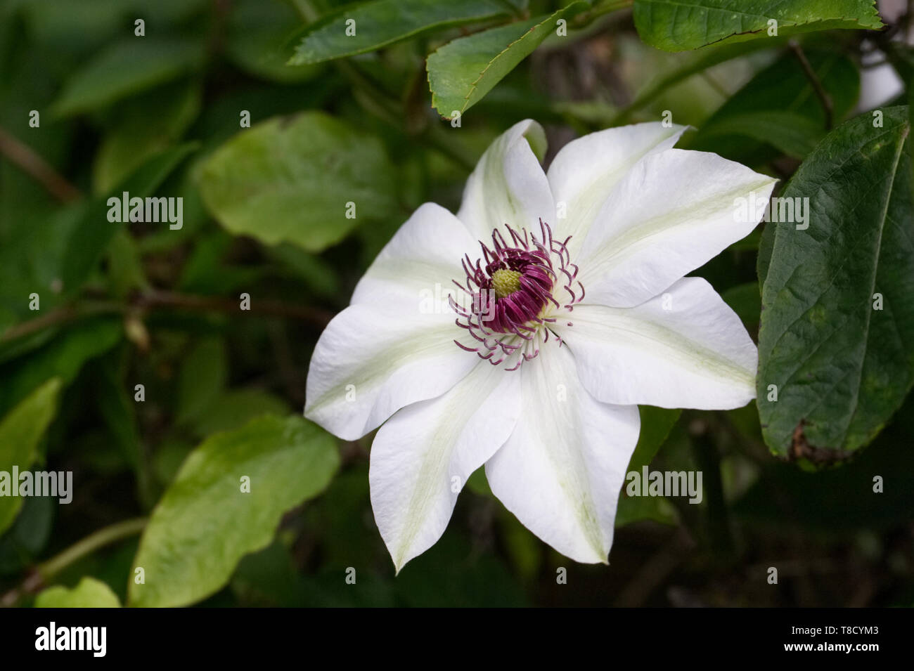 Clematis 'Miss Bateman' la floraison au printemps. Banque D'Images