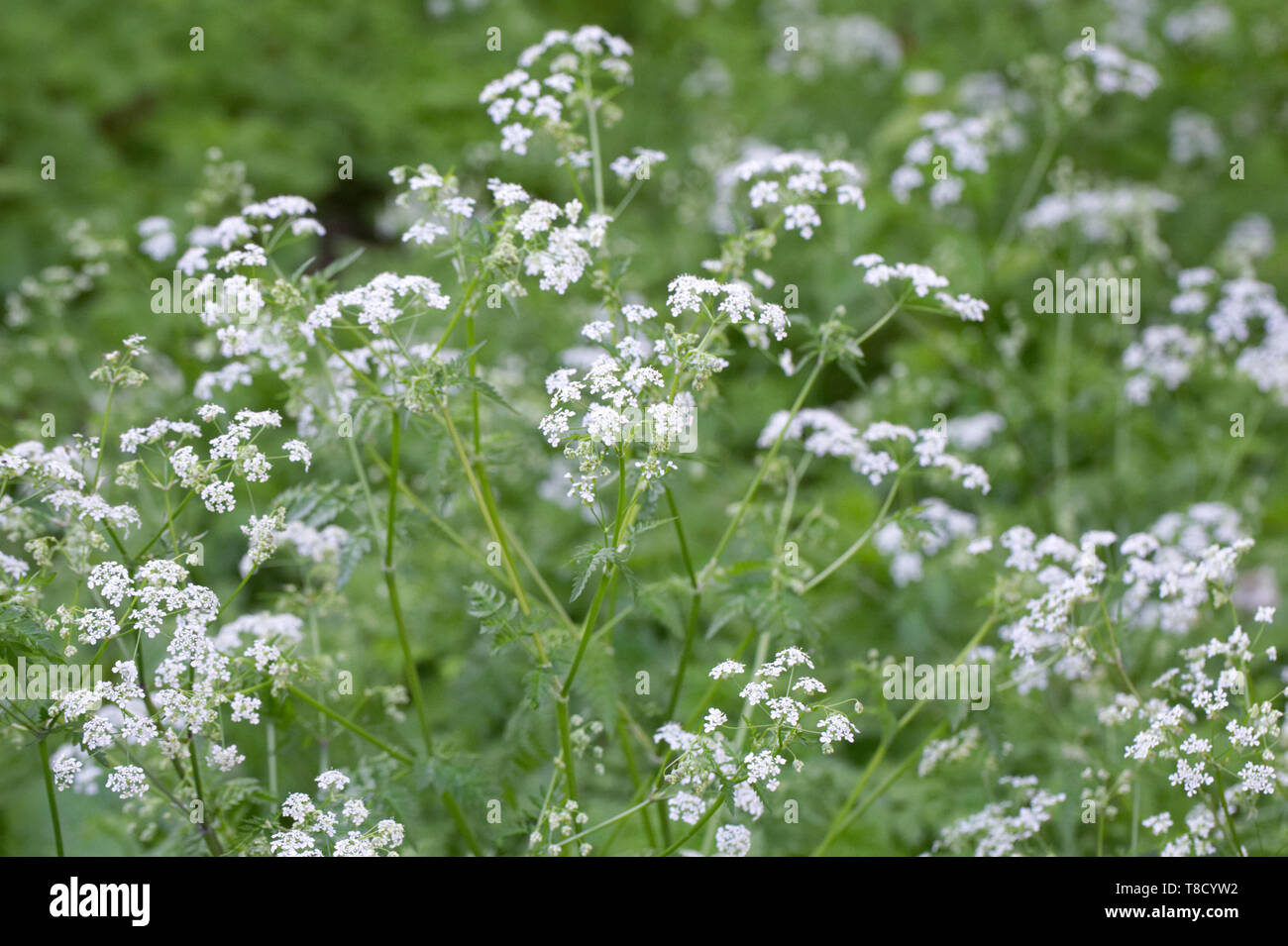 Anthriscus sylvestris. Cow parsley dans un jardin anglais. Banque D'Images