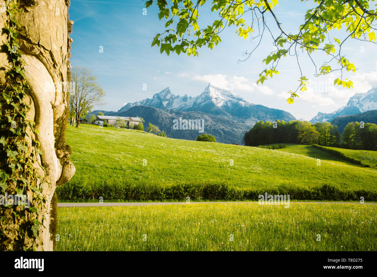 Belle vue sur le paysage de montagne alpin idyllique de fleurs de prairies et snowcapped mountain peaks sur une belle journée ensoleillée avec ciel bleu au printemps Banque D'Images