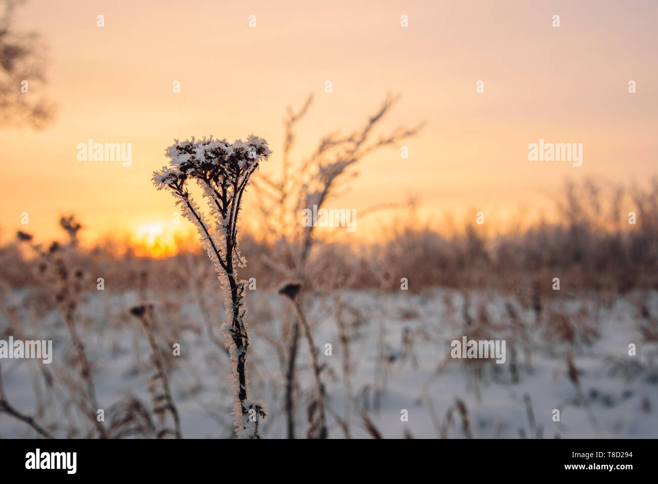 Fleurs de prairie givrée dans la lumière au coucher du soleil Banque D'Images