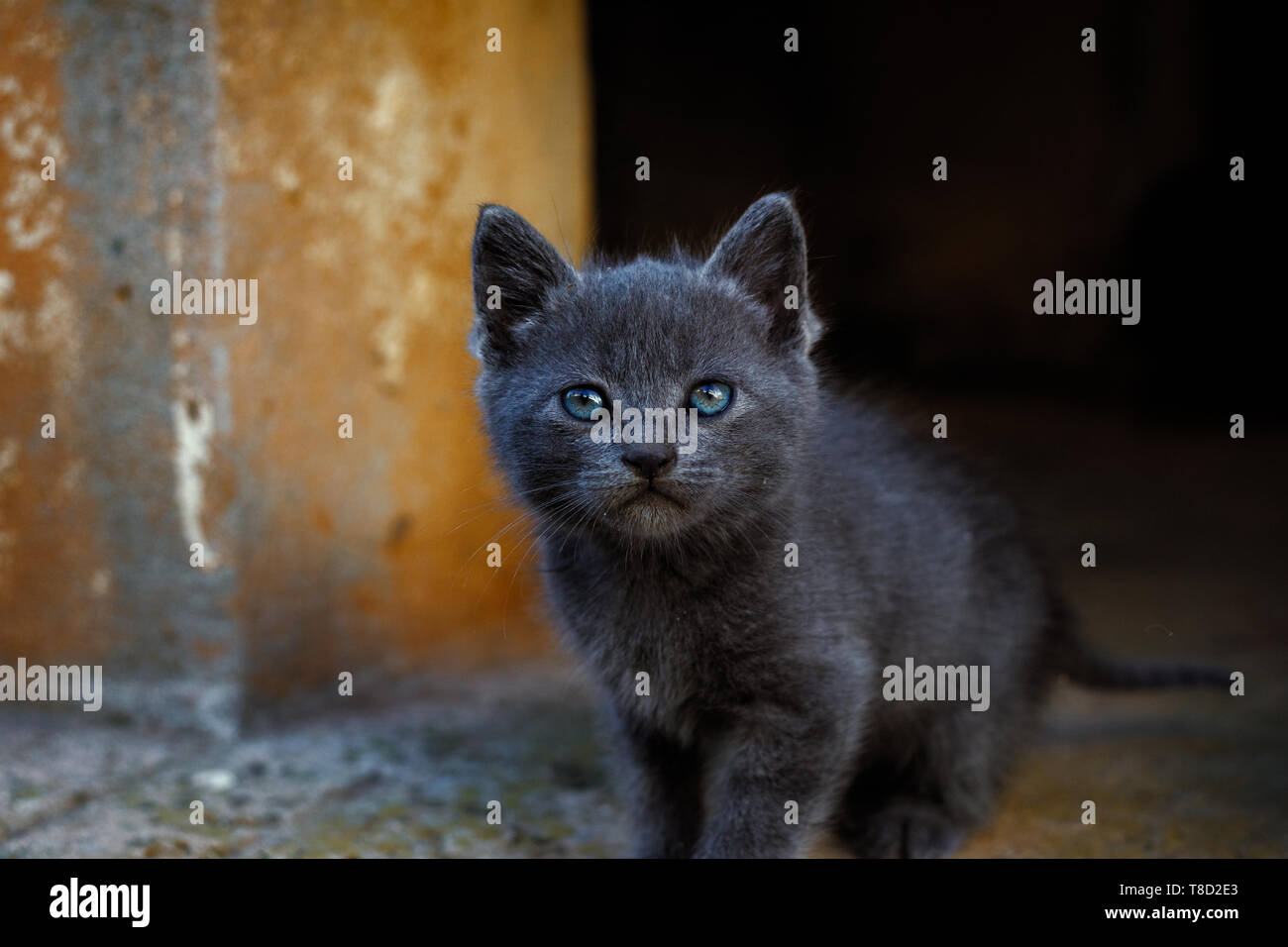 Chaton Gris Aux Yeux Bleus La Bete Bleu Photo Stock Alamy