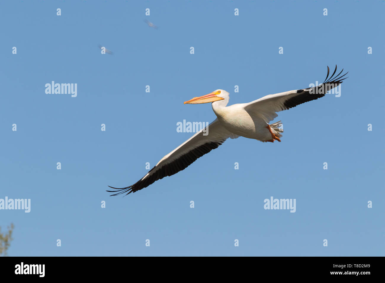 Pélican blanc volant dans Ciel bleu avec des ailes propagation Banque D'Images