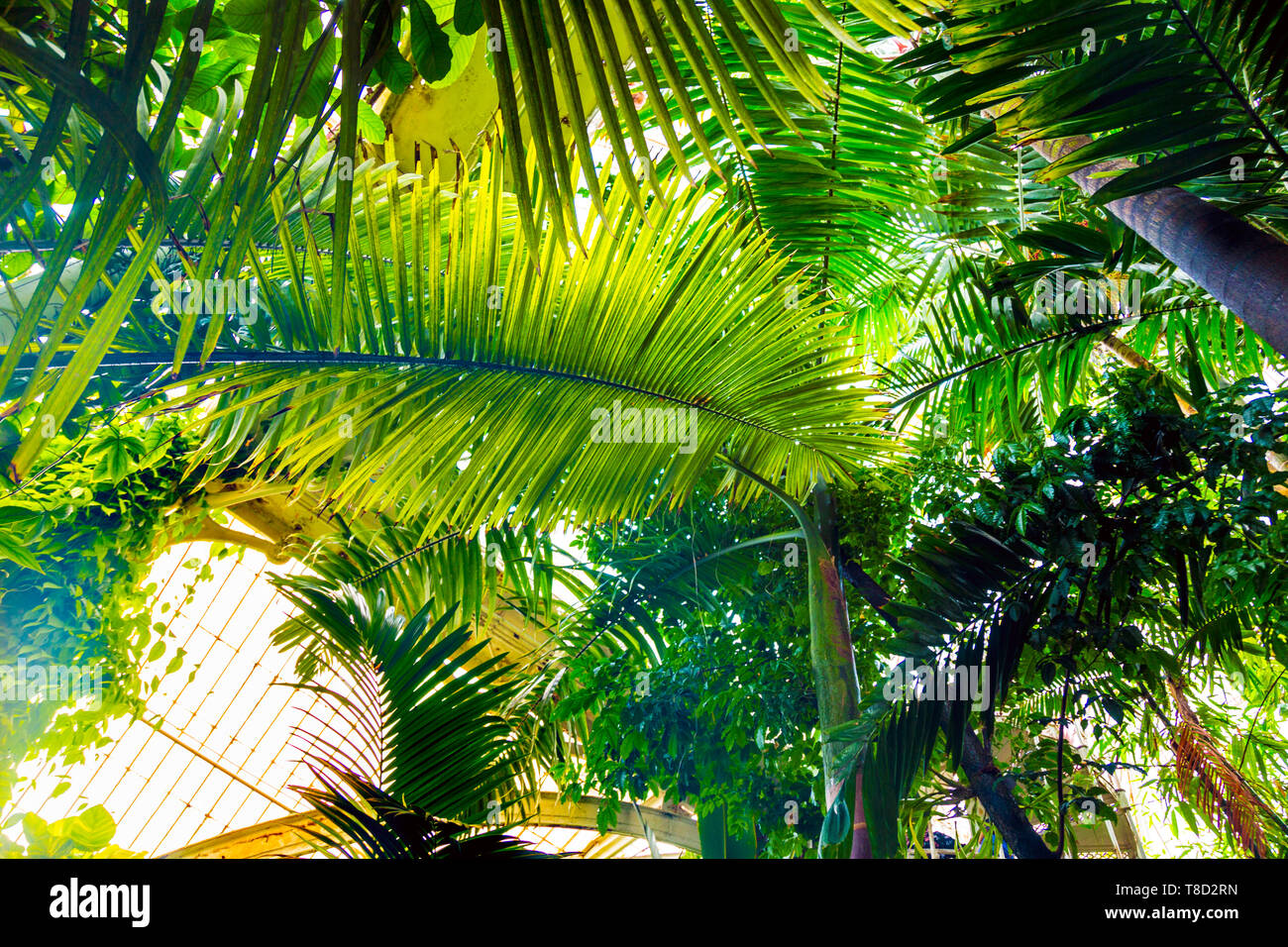 Feuilles de palmier à partir de ci-dessous, l'intérieur du Palm House à Kew Gardens, London, UK Banque D'Images