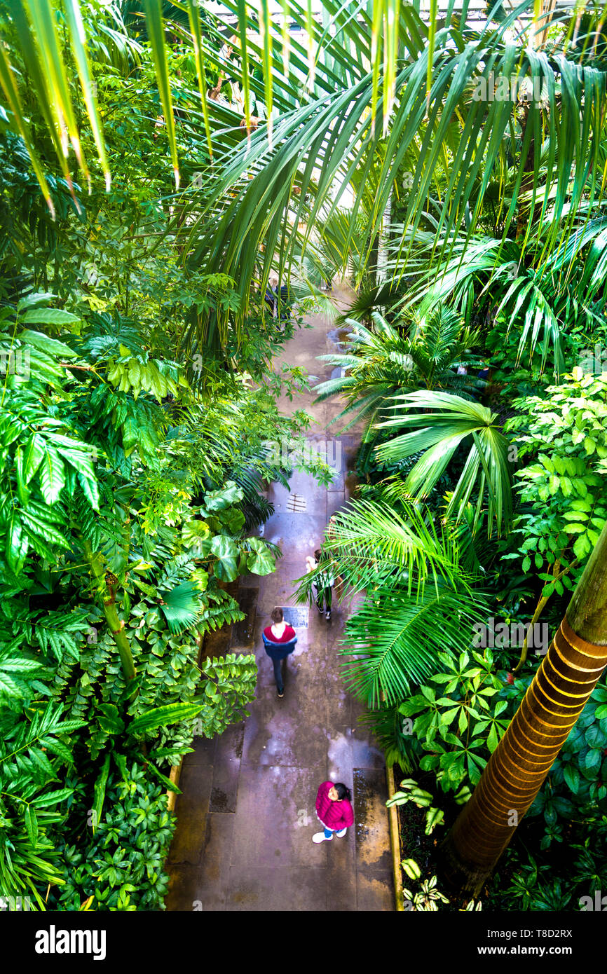 Les visiteurs à l'intérieur du marche Palm House à Kew Gardens, London, UK Banque D'Images