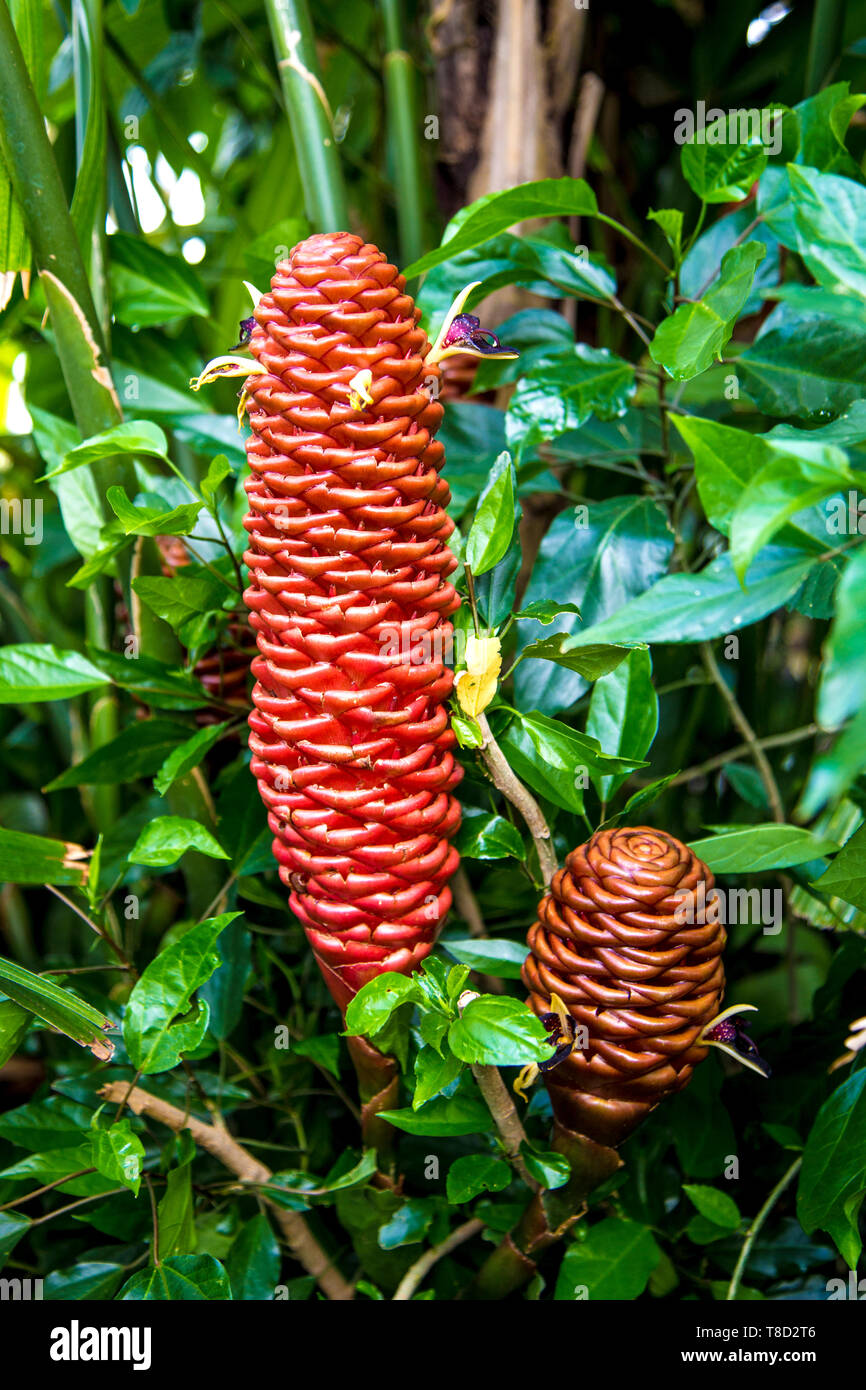 Gingembre Zingiber Spectabile aka beehive (Kew Gardens, London, UK) Banque D'Images