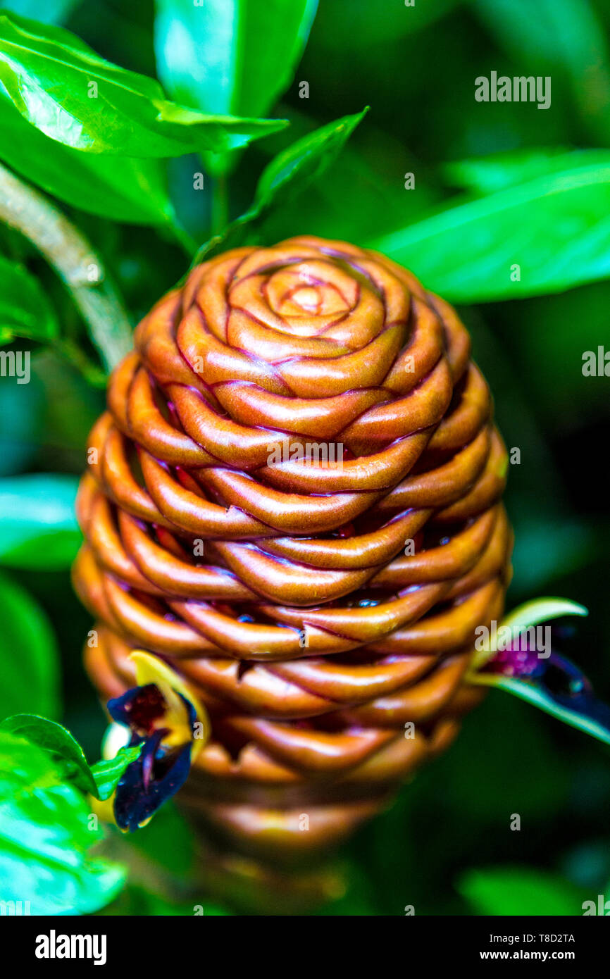 Gingembre Zingiber Spectabile aka beehive (Kew Gardens, London, UK) Banque D'Images
