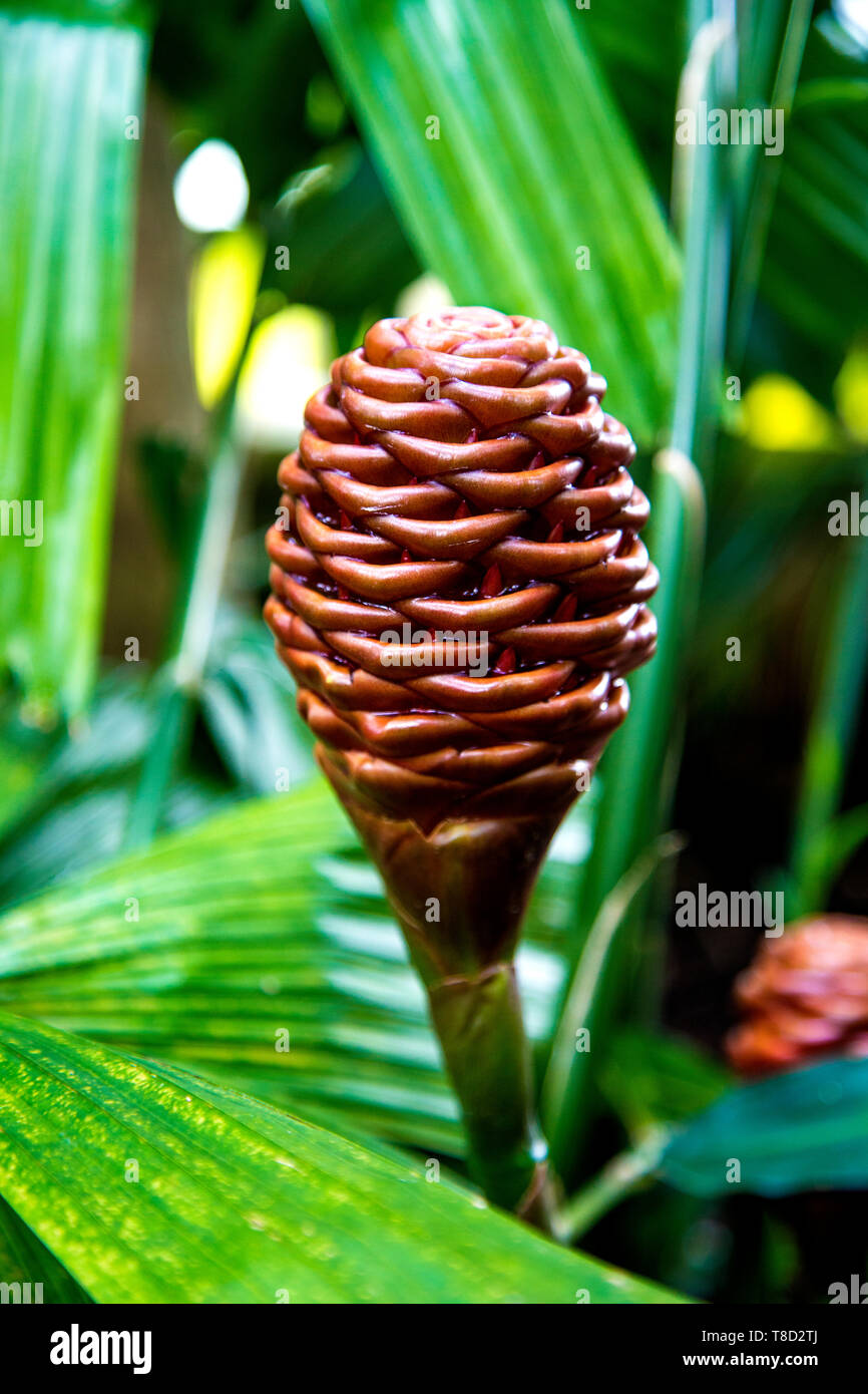 Gingembre Zingiber Spectabile aka beehive (Kew Gardens, London, UK) Banque D'Images