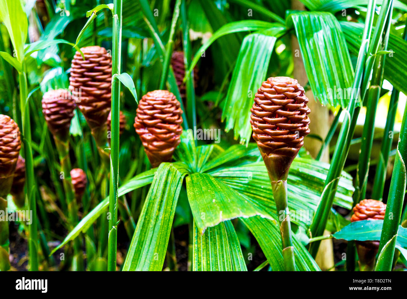 Gingembre Zingiber Spectabile aka beehive (Kew Gardens, London, UK) Banque D'Images