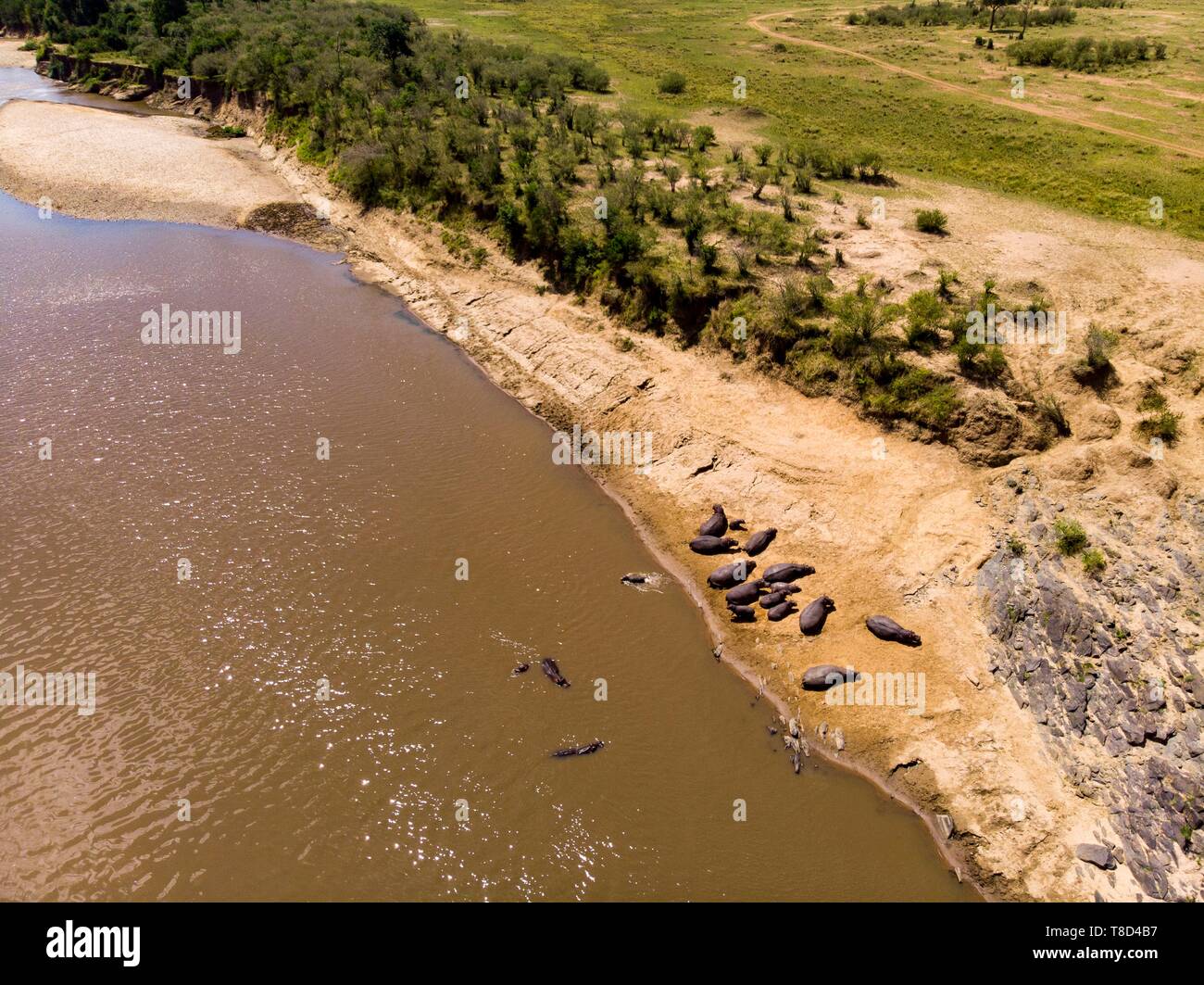 Kenya, Masai Mara, Mara river à partir d'un drone, d'Hippopotame (Hippopotamus amphibius) Banque D'Images