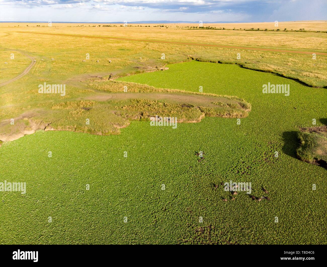 Kenya, Masai Mara, d'Hippopotame (Hippopotamus amphibius), la piscine à partir d'un drone près de Governor's camp Banque D'Images