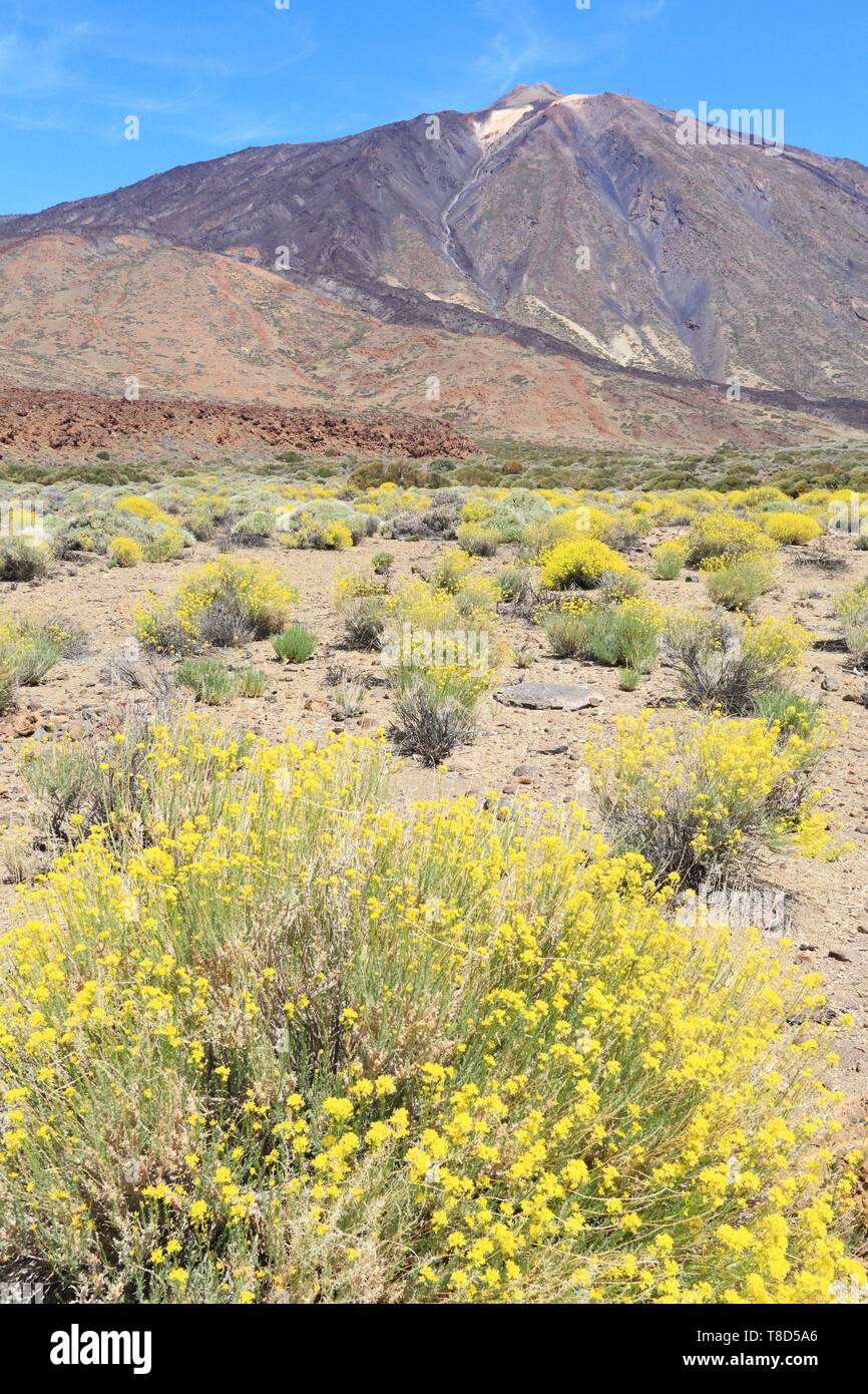 L'Espagne, Iles Canaries, Tenerife, province de Santa Cruz de Tenerife, le Parc National du Teide (UNESCO World Heritage) avec des fleurs Descurainia Bourgeauana au bas du Volcan Teide (le point le plus élevé de l'Espagne) Banque D'Images