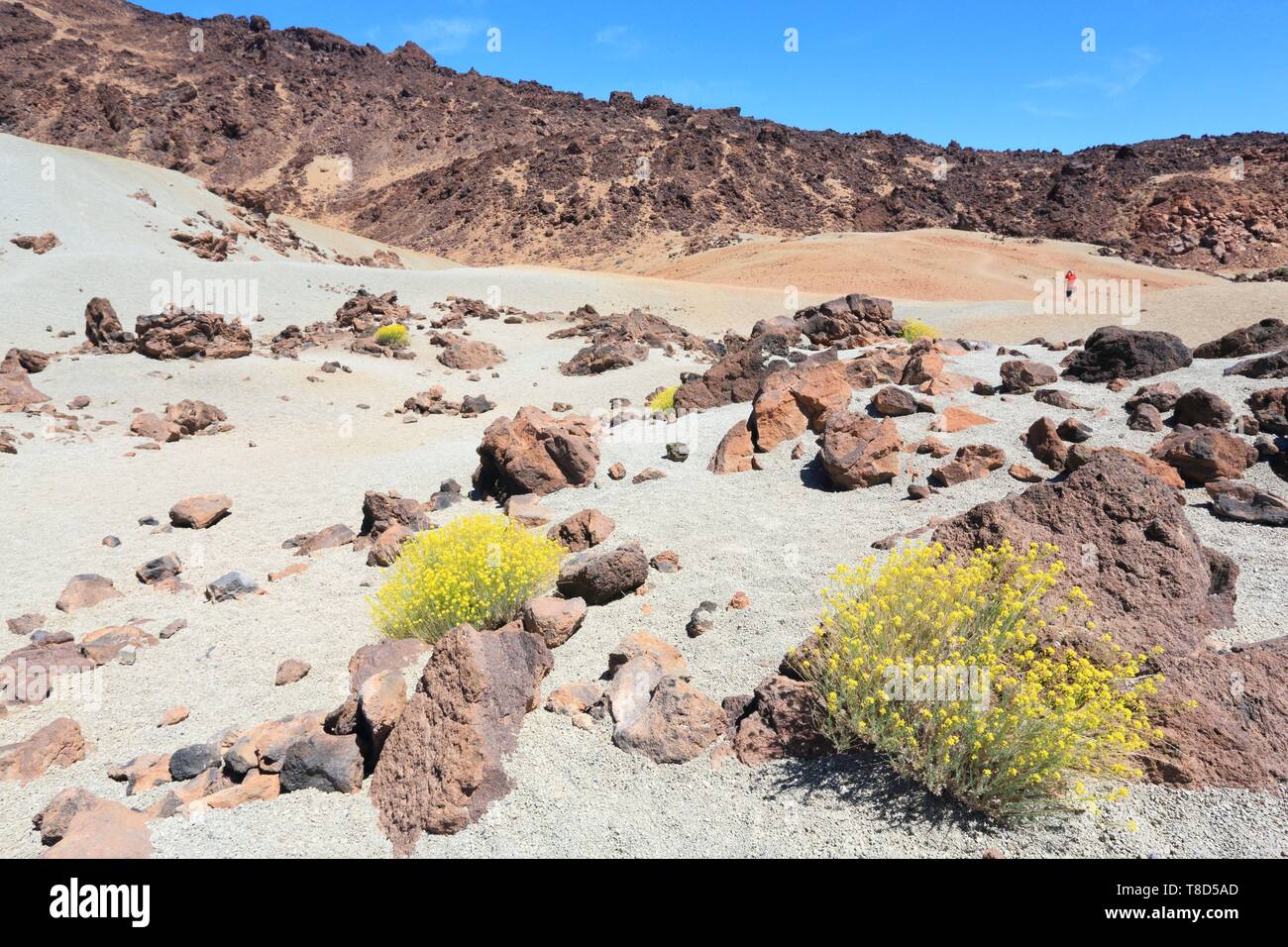 L'Espagne, Iles Canaries, Tenerife, province de Santa Cruz de Tenerife, le Parc National du Teide (inscrite au Patrimoine Mondial de l'UNESCO), ancienne coulée Banque D'Images