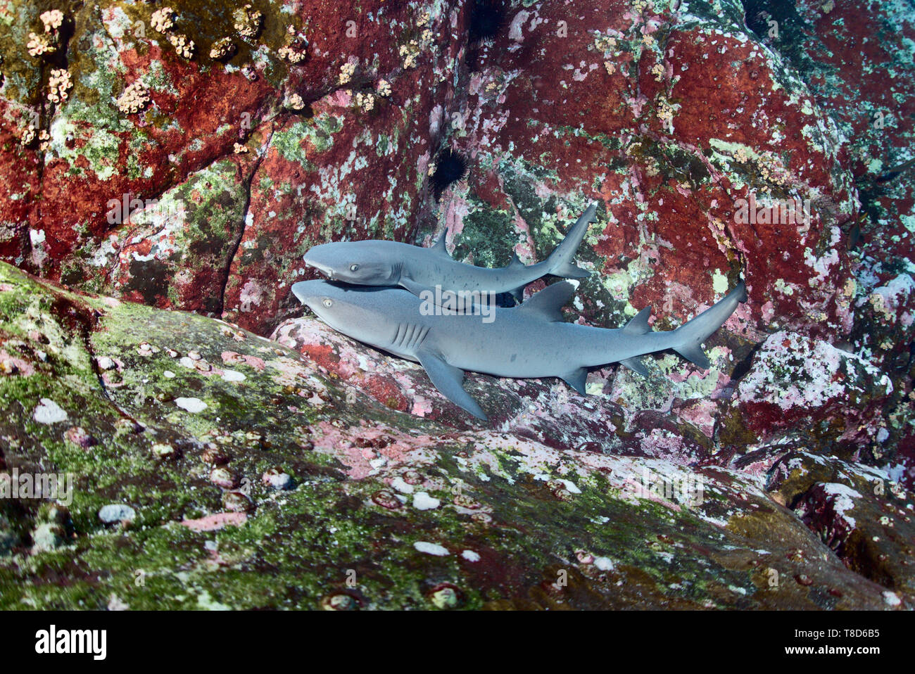 Requins revillagigedo Banque de photographies et d’images à haute résolution Alamy