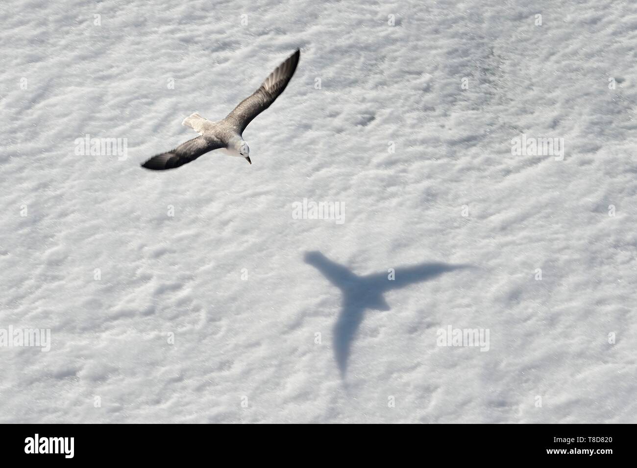 Le Groenland, côte nord-ouest, le détroit de Smith, le Fulmar boréal (Fulmarus glacialis) voler au-dessus de la banquise Banque D'Images