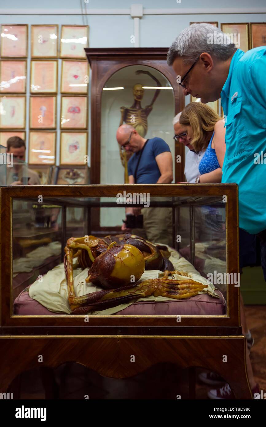 Italie, Toscane, Florence, le centre historique classé au Patrimoine Mondial par l'UNESCO, le Musée de la Specola au Natural History Museum est le plus ancien musée scientifique en Europe, connu pour ses cires anatomiques par Clemente Susini Banque D'Images