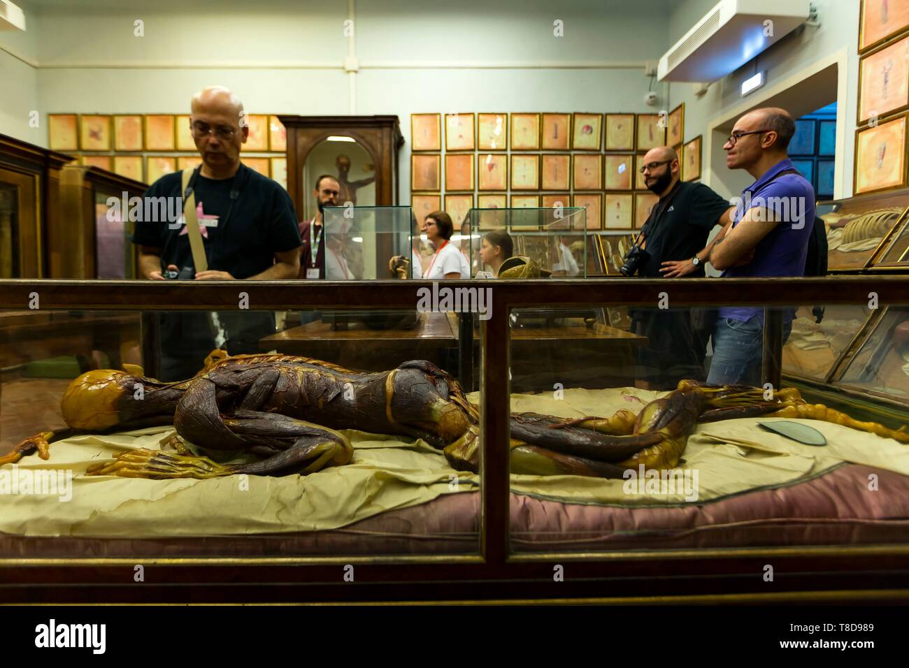 Italie, Toscane, Florence, le centre historique classé au Patrimoine Mondial par l'UNESCO, le Musée de la Specola au Natural History Museum est le plus ancien musée scientifique en Europe, connu pour ses cires anatomiques par Clemente Susini Banque D'Images