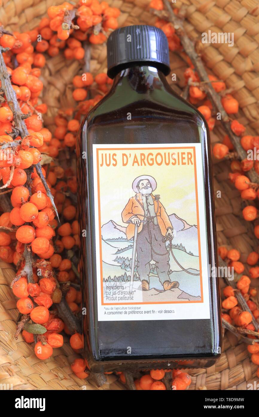 France, Hautes Alpes, Champsaur, Saint Jean Saint Nicolas, hameau Pont du Fosse, chambre artisanale Gayral Reynier, jus d'argousier (riche en vitamines et minéraux) Banque D'Images