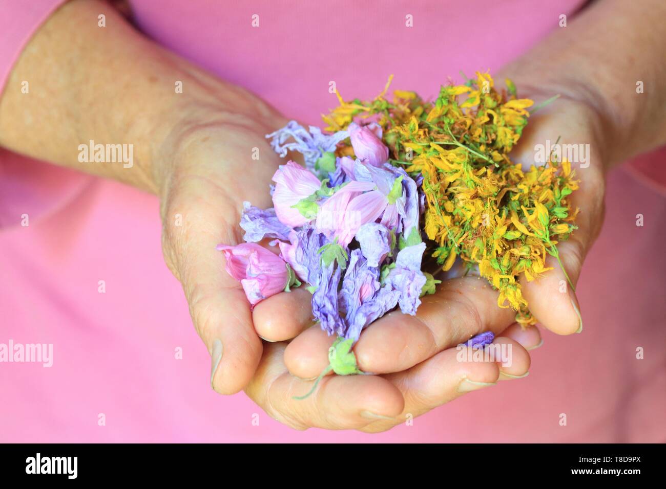France, Hautes Alpes, Champsaur, Champoleon, Maurice Tardieu's Farm, le séchage du millepertuis et fleurs mauves pour tisanes Banque D'Images