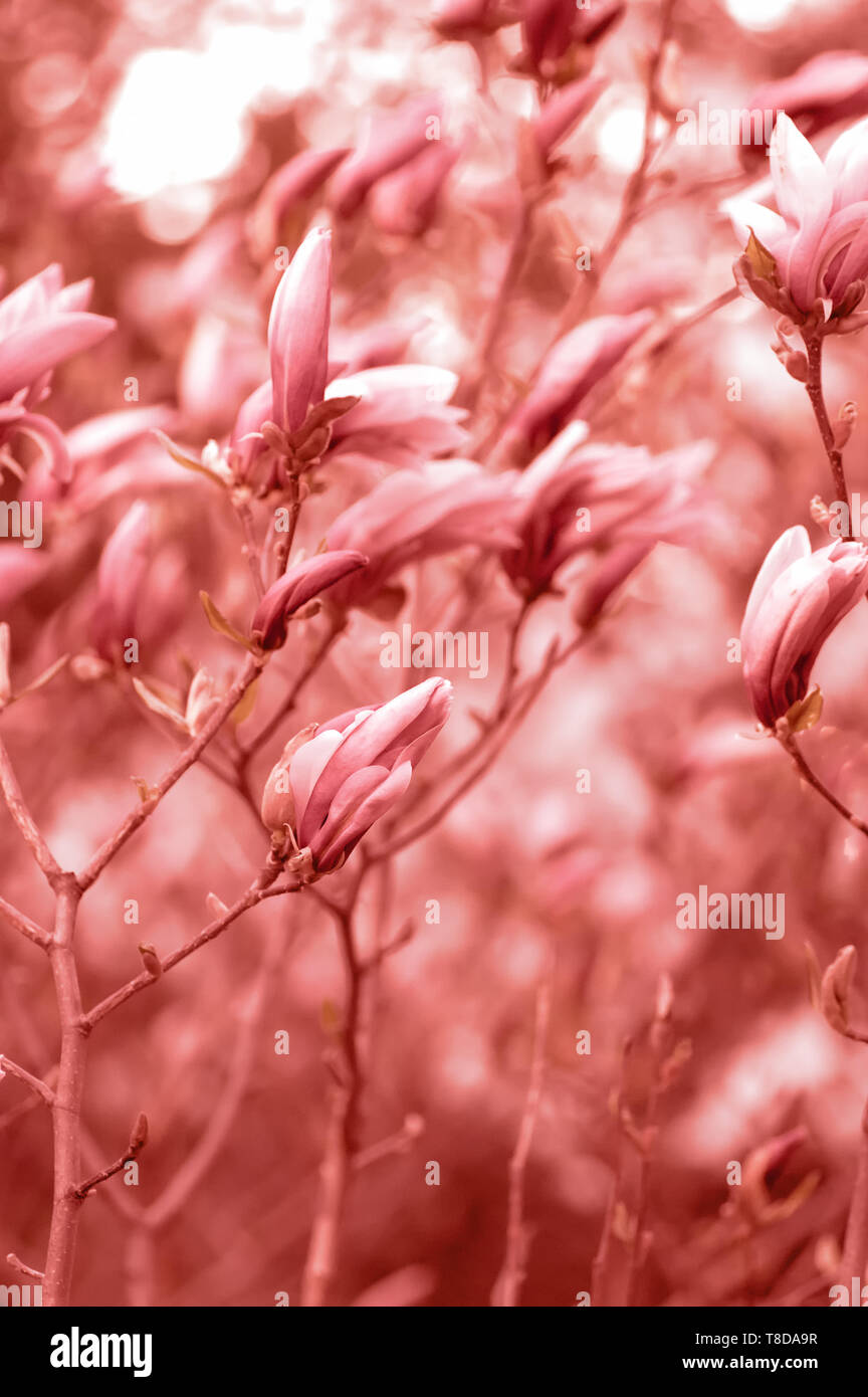 Magnolia en fleurs dans le jardin. Close-up. Corail vivant. Banque D'Images