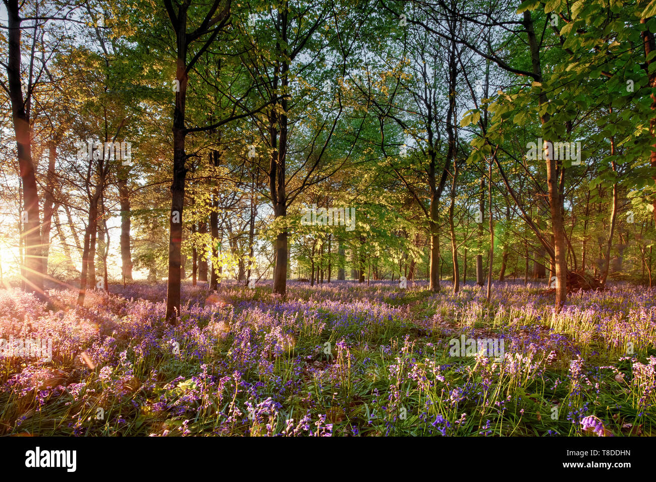 Anglais bois bluebell avec de superbes lever du soleil lumière brillant à travers les arbres. Purple fleurs paysage printemps sauvage en pleine floraison. Banque D'Images