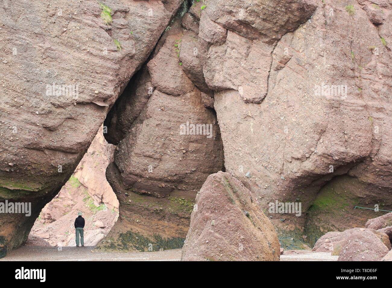 Canada, Nouveau-Brunswick, Acadie, comté d'Albert, Hopewell Cape, Réserve de biosphère de Fundy, parc provincial Hopewell Rocks, piles de roches sur la plage Banque D'Images