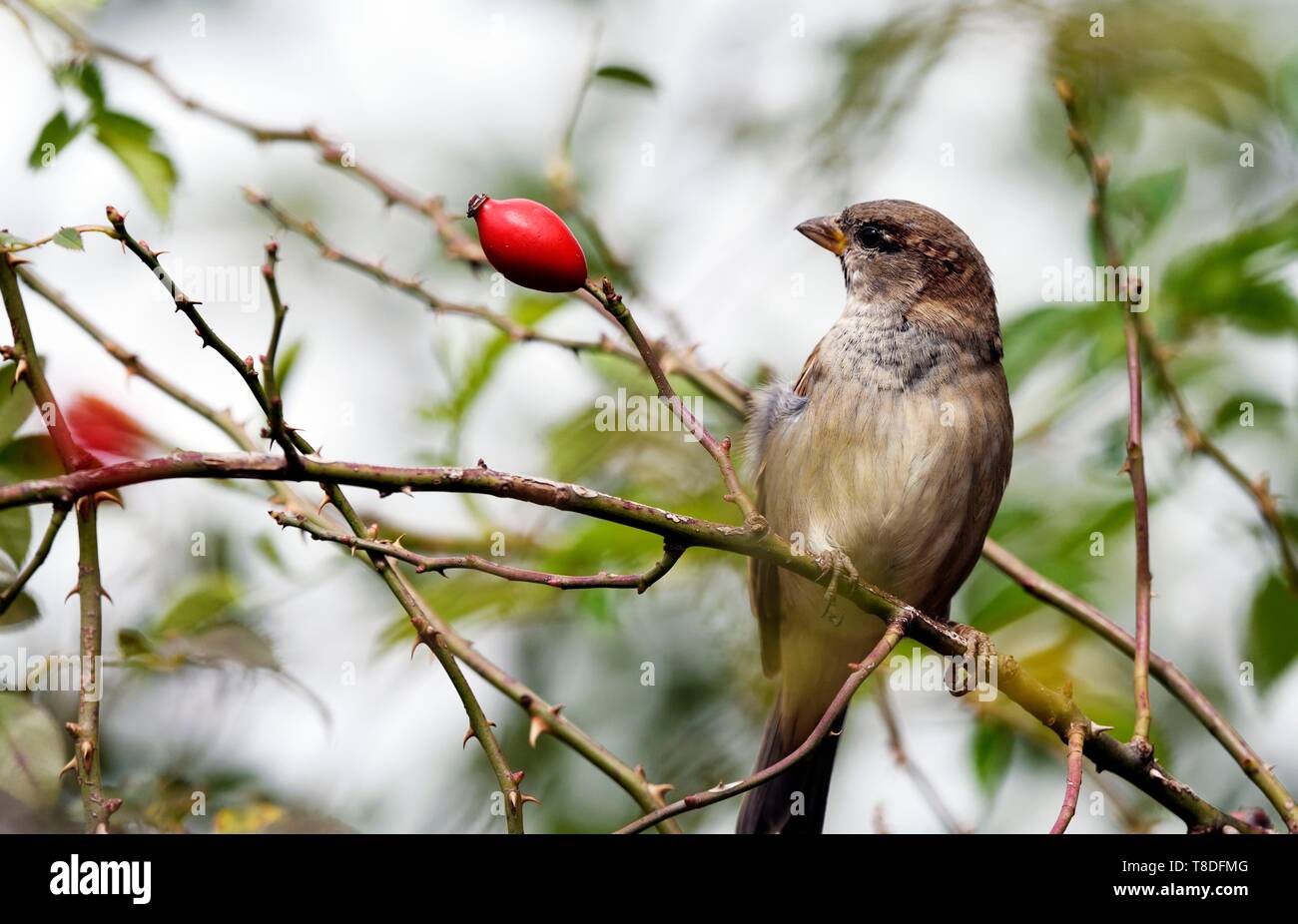La France, Territoire de Belfort, Belfort, meadow, le moineau domestique (Passer domesticus) de sexe masculin, sur l'églantier (rosa sp), de fruits Banque D'Images