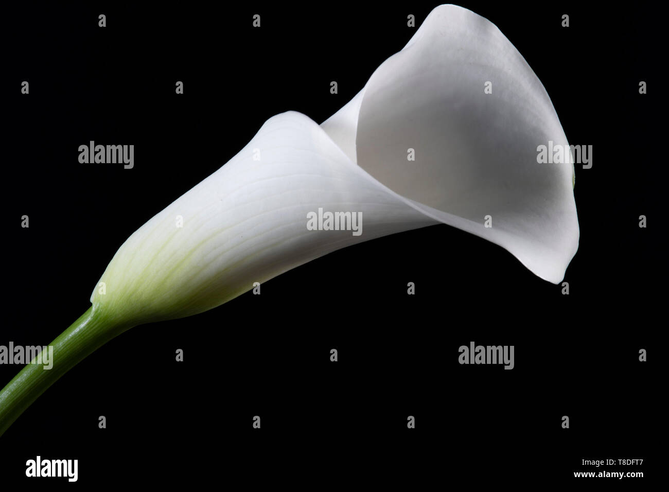 Lys Blanc, La vie toujours sur fond noir photographique plantes bulbeuses genre appartenant à la famille Liliacea.fleurs de printemps bouquet. Banque D'Images