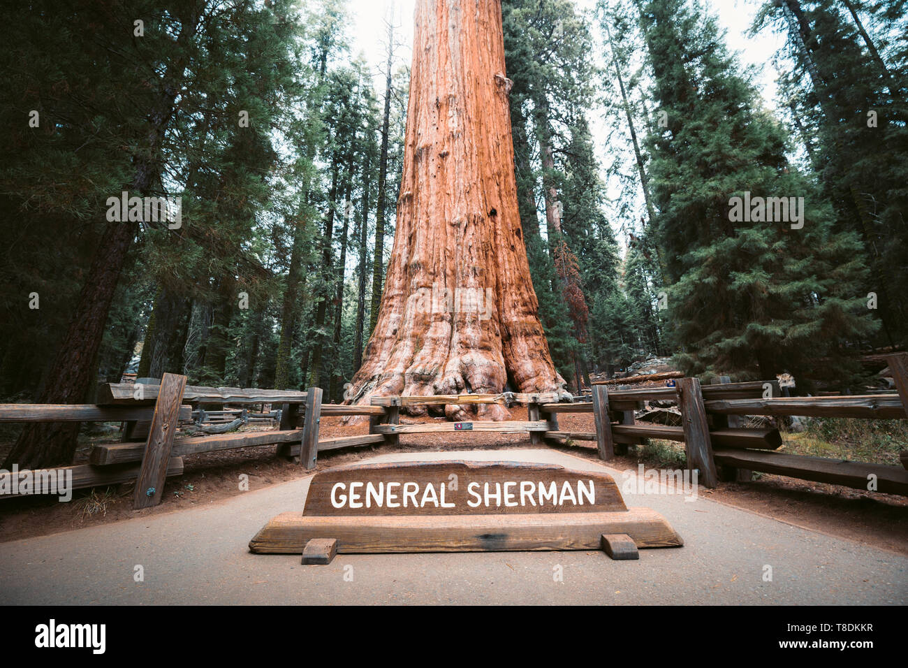 Vue panoramique du célèbre General Sherman Tree, par volume le plus grand connu vivant seul-tronc arbre, Sequoia National Park, Californie, USA Banque D'Images