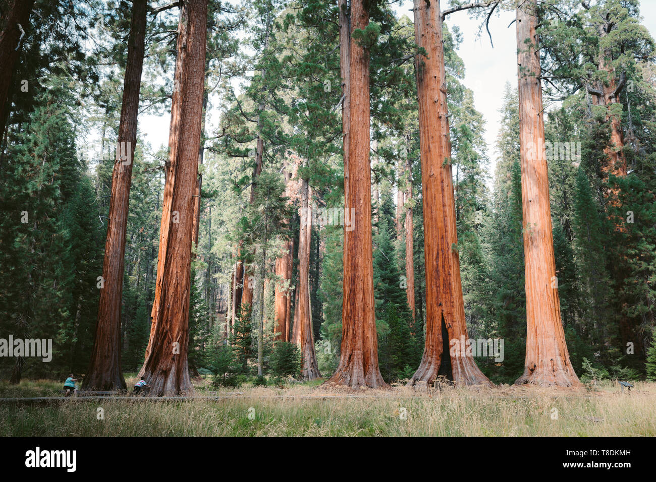 La vue classique du fameux arbres Séquoia géant, également connu sous le nom de séquoias géants ou Sierra séquoias, sur une belle journée ensoleillée avec de vertes prairies en été, S Banque D'Images
